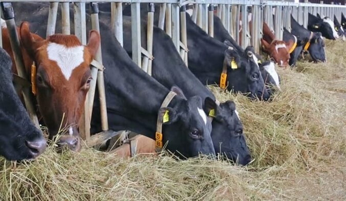 "Это неправомерно": Россия резко ответила на введённый Казахстаном запрет по скоту