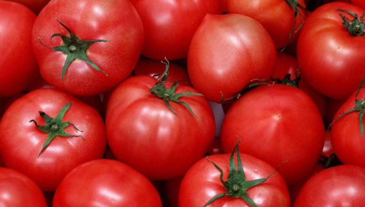 Зараженные вирусом семена томата пытались ввезти в Казахстан из России