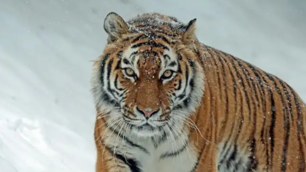 Министр рассказал о проблемах туранских тигров в Казахстане