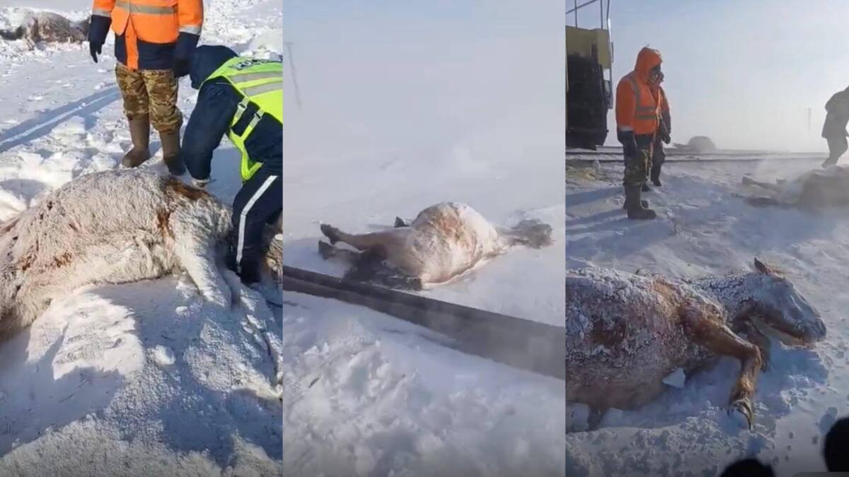 Поезд насмерть сбил целый табун лошадей на севере Казахстана