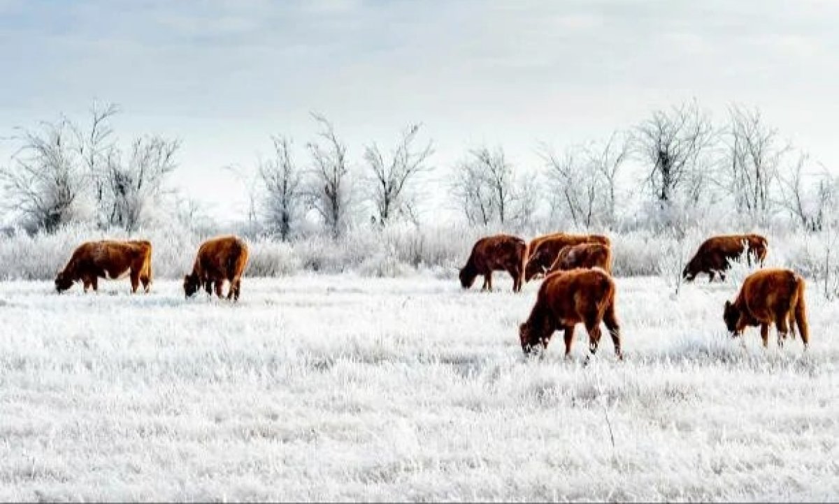 Казахстан усиливает контроль на границе с Россией