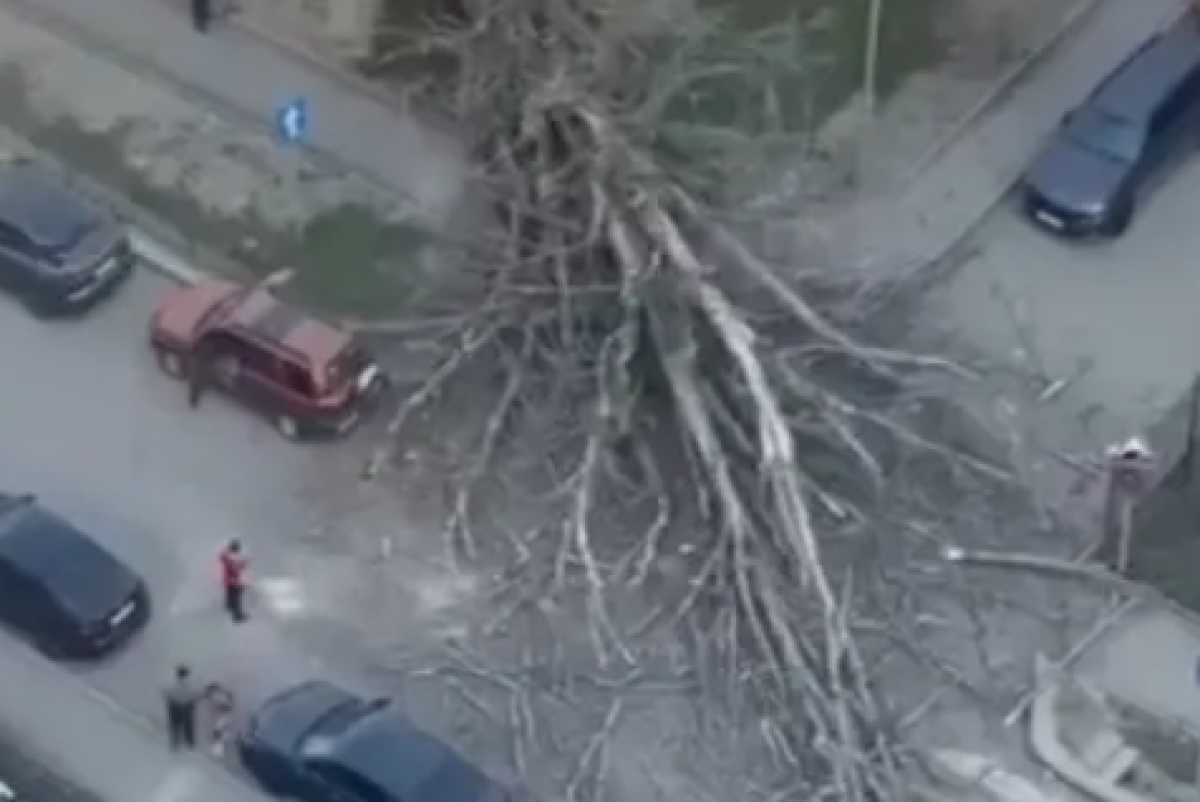 В Алматы рухнуло огромное дерево на перекрестке