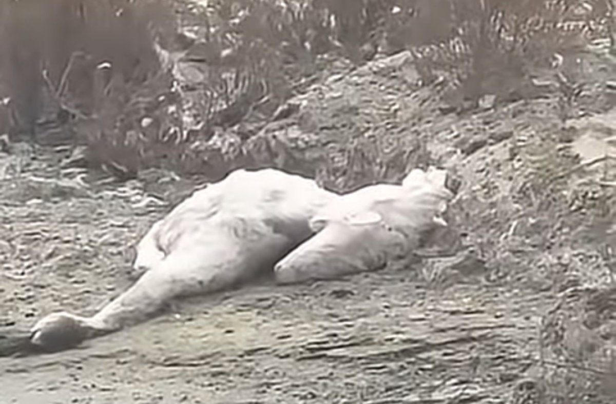 На берегу Каспия вновь нашли десятки мёртвых лебедей