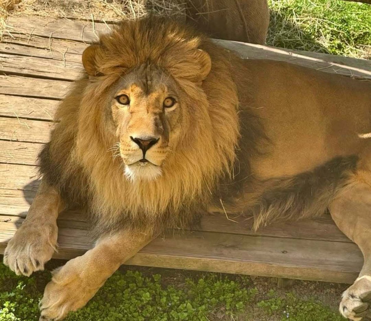 «Страдает в клетке» — необычное поведение льва объяснили в зоопарке Алматы