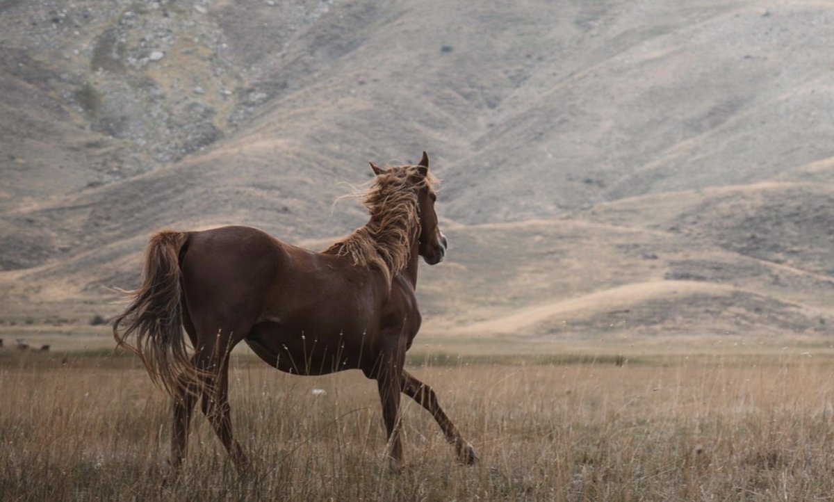 Ребёнок на лошади влетел в иномарку в Таразе