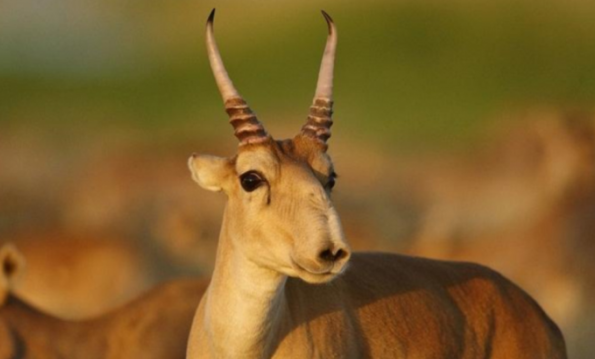 Массовую гибель сайгаков зафиксировали в ЗКО