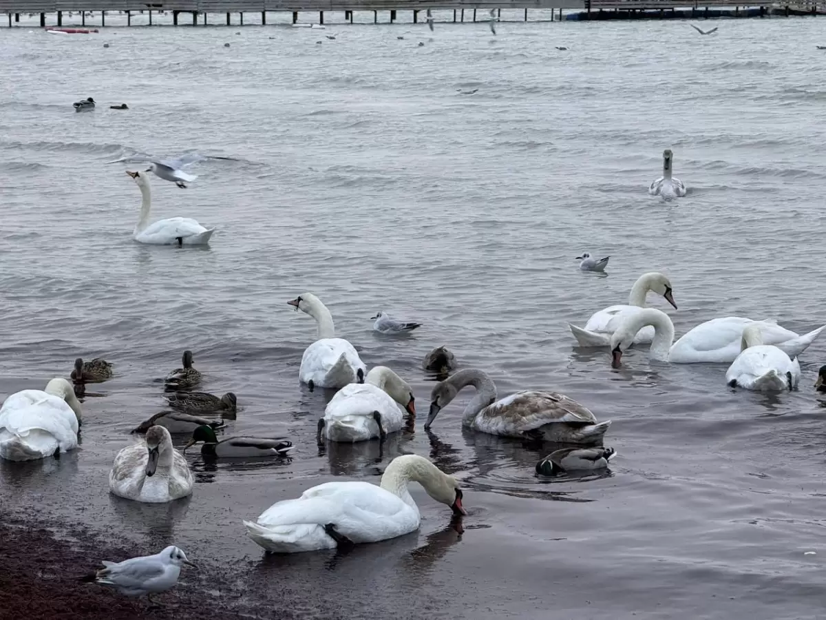 Мёртвые лебеди на Каспии: в Мангистау озвучили результаты проверки