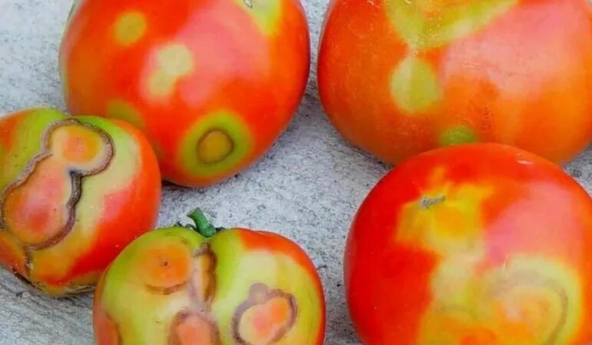 Опасный вирус обнаружили в казахстанских помидорах