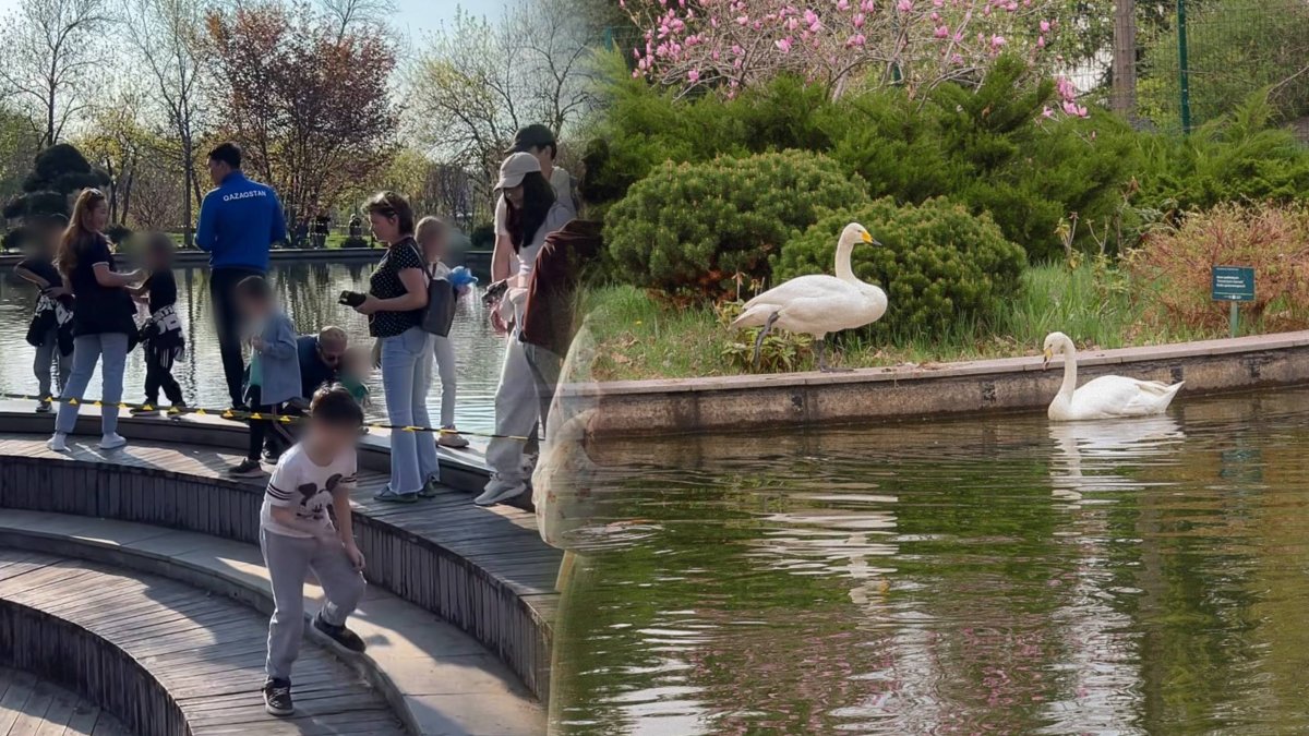 «Лезут к лебедям и рвут магнолии»: на бардак в ботсаду пожаловались алматинцы