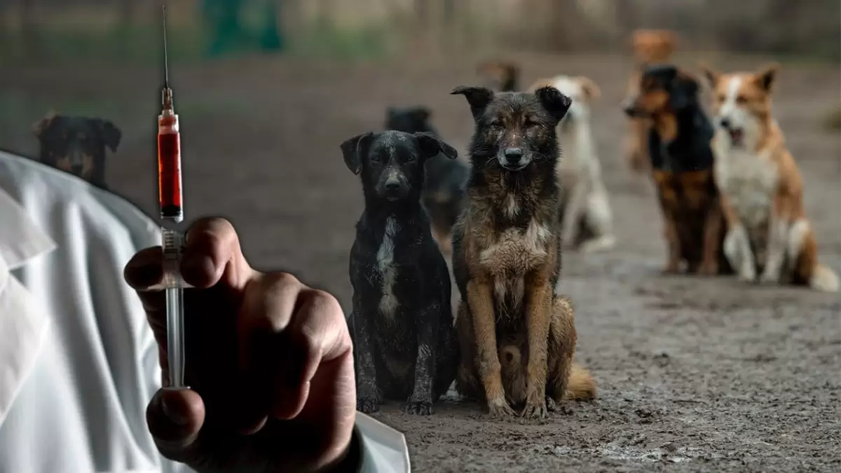 «Не эвтаназия, а убийство» — поправки в закон о животных требуют остановить в Казахстане