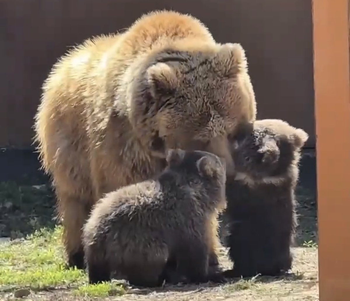 Краснокнижные медвежата родились в зоопарке Алматы