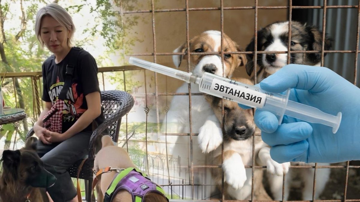 Убить проблему? Почему поправки о животных вызвали волну возмущения