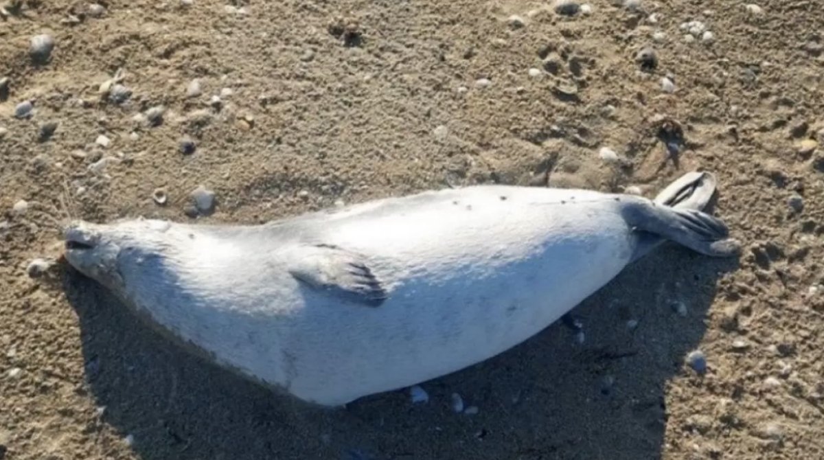 Уже 191: на побережье Каспия находят мёртвых тюленей