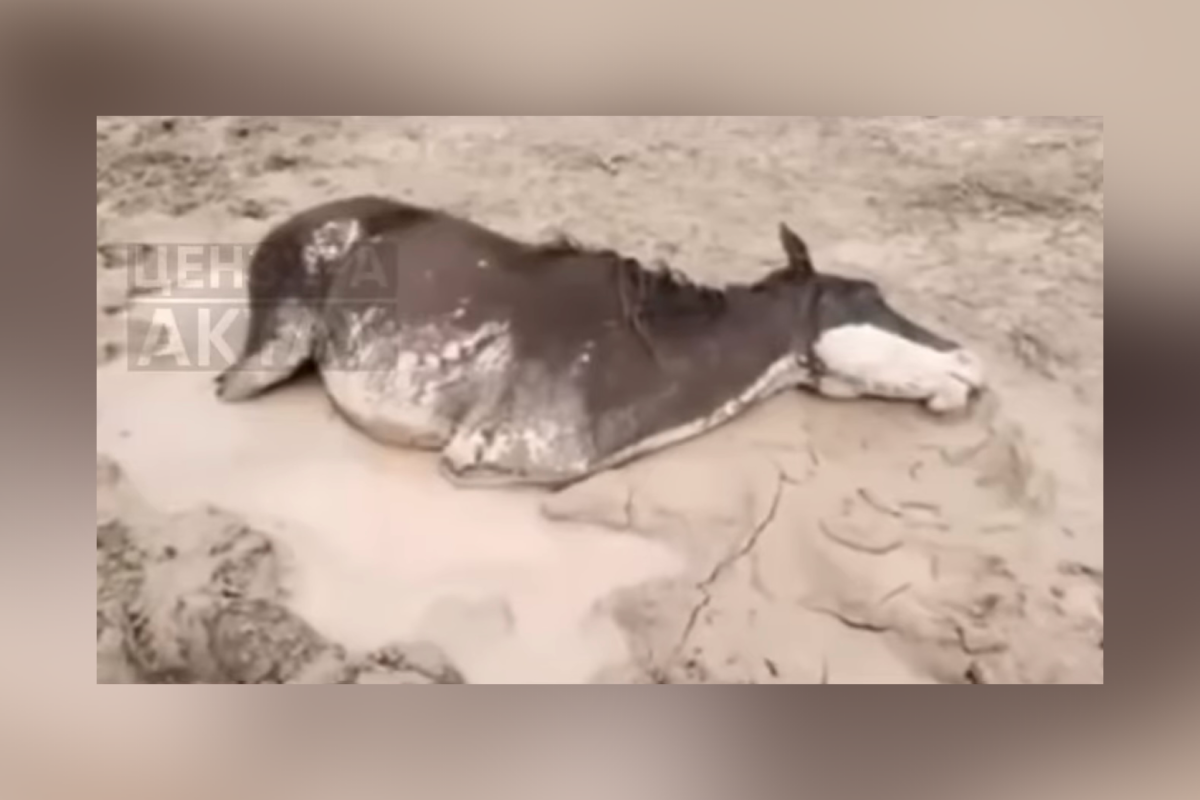 Массовый падёж скота после ливней: что заявили в акимате Мангистау