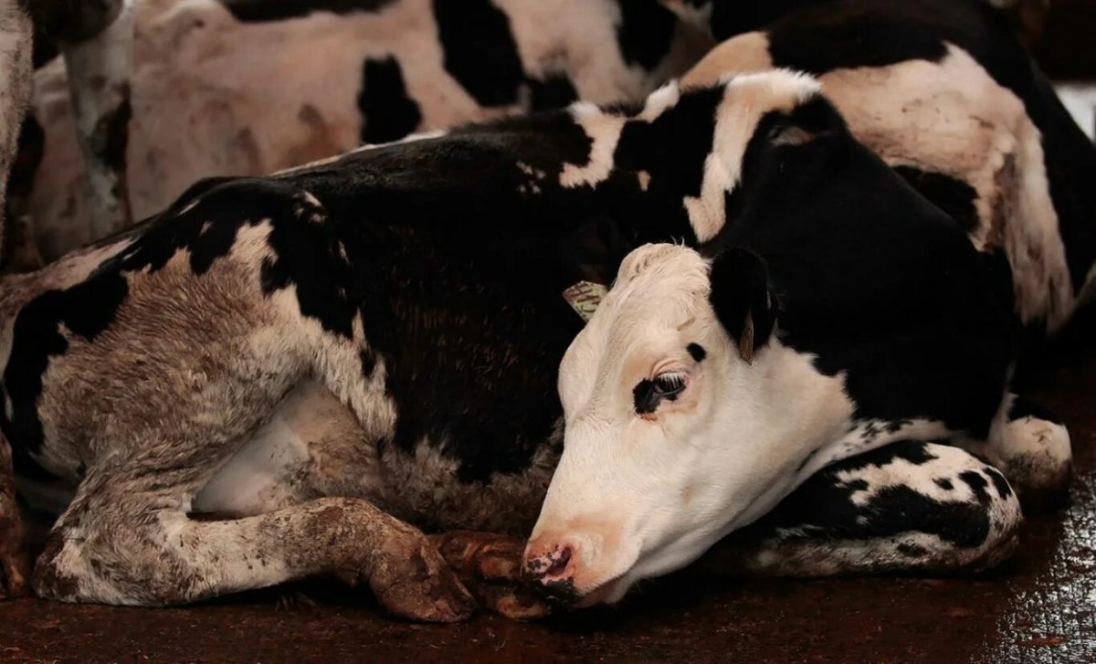 Соседи Казахстана заявили об угрозе нового типа ящура