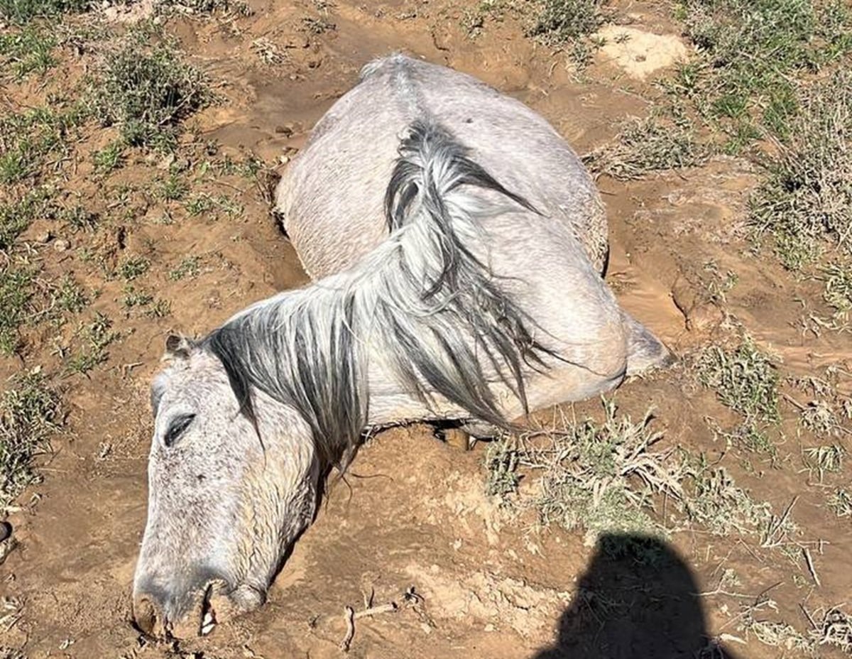 Массовая гибель лошадей: в Мангистау насчитали уже больше 550 павших животных