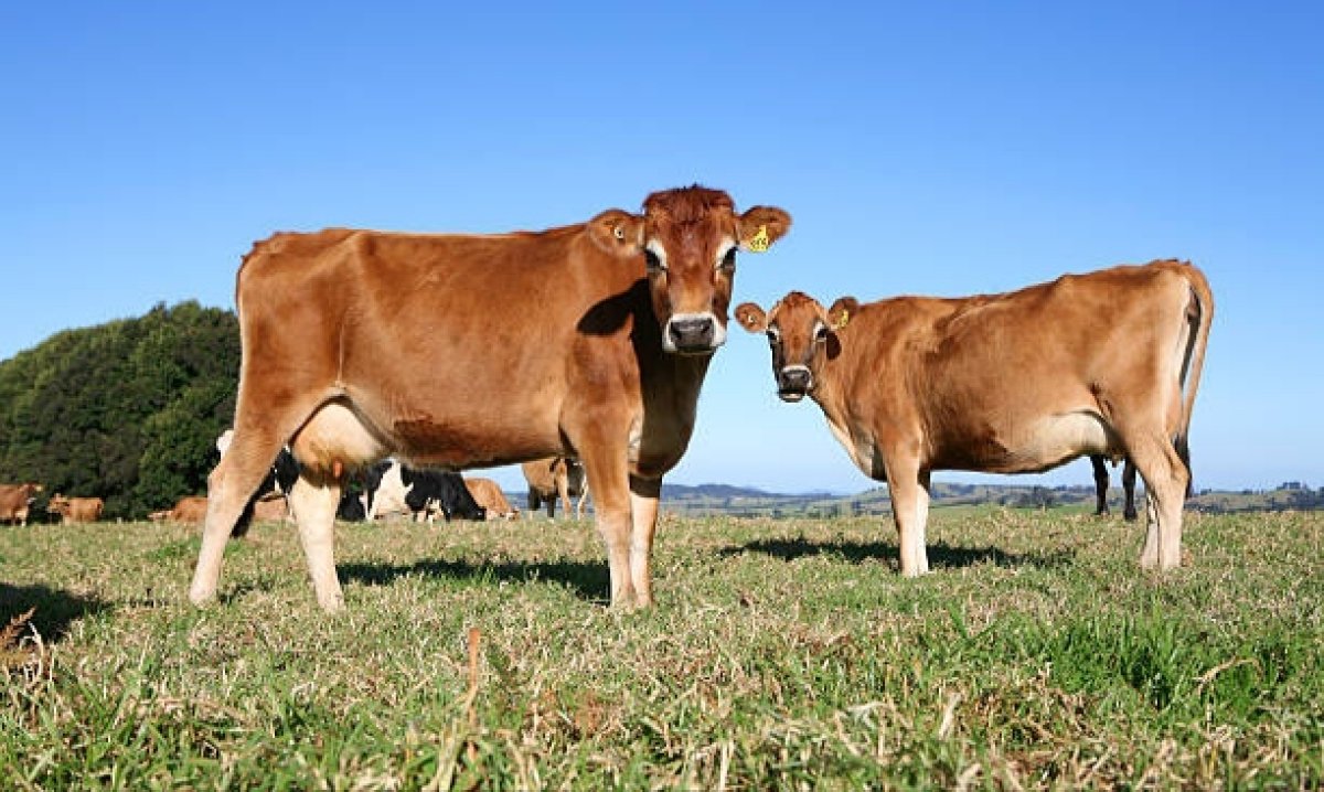 Казахстан закупил элитный скот в Европе