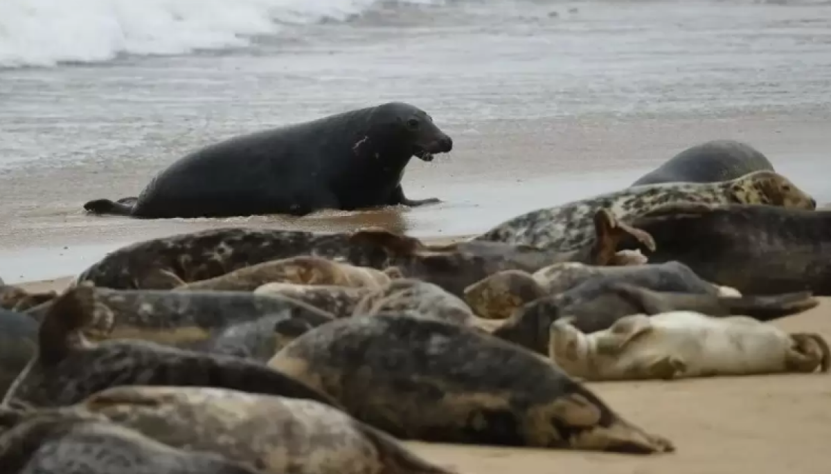 На Каспии нашли десятки мертвых тюленей