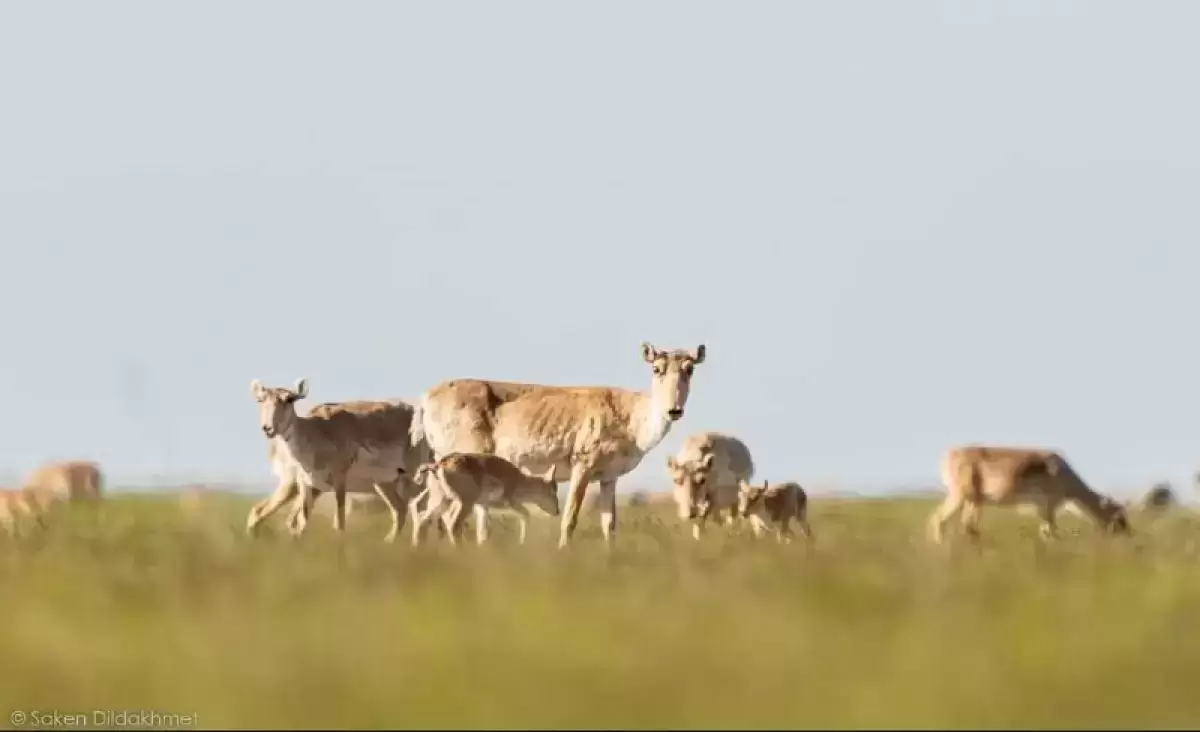 Власти выдают вспышку ящура в Казахстане за пастереллез — эксперт