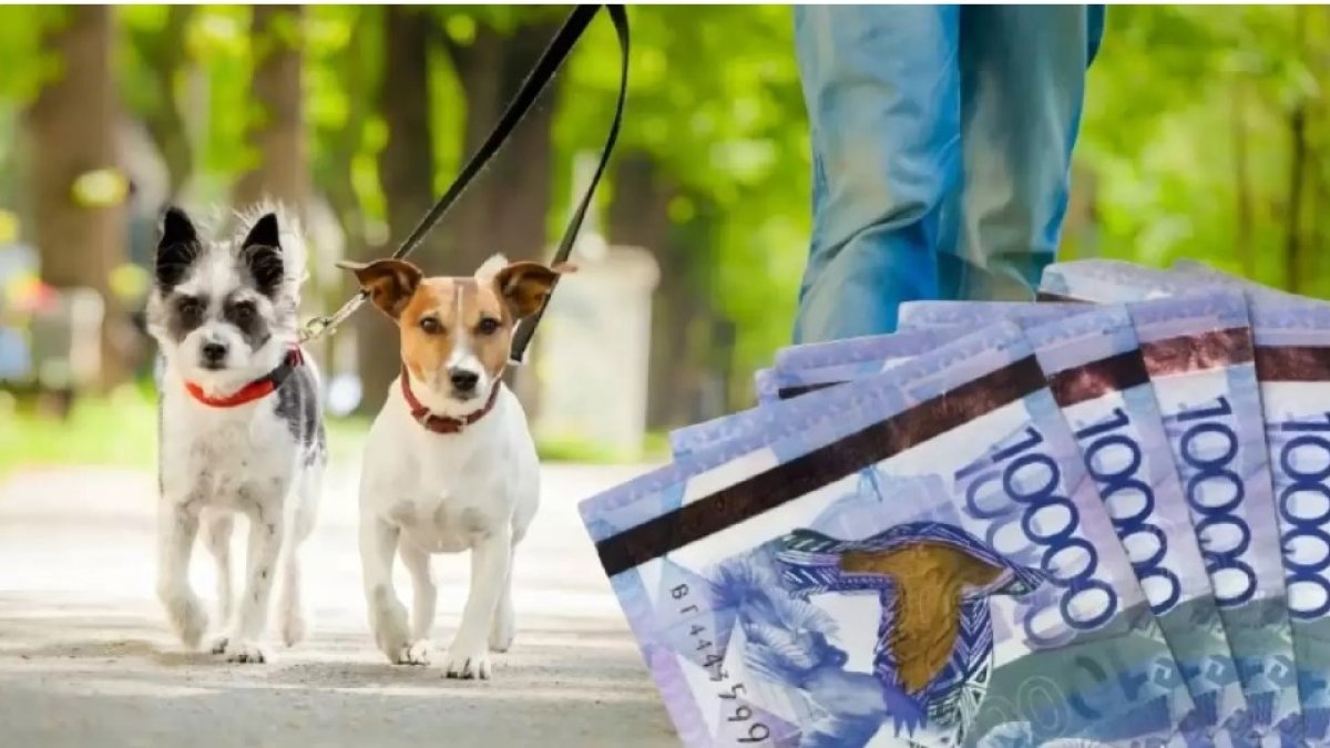 Сколько заплатят казахстанцы за потерянную собаку?