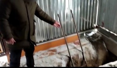 Для добычи золота: старатели вырыли незаконный пролаз в Алматинской области