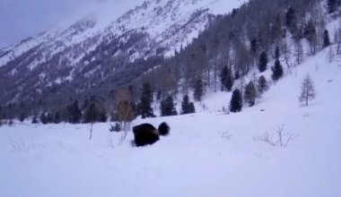 В нацпарке ВКО росомаха сломала фотоловушку