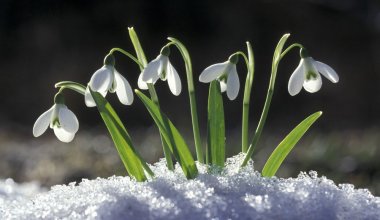 В предгорьях Алматы зацвели подснежники. Видео