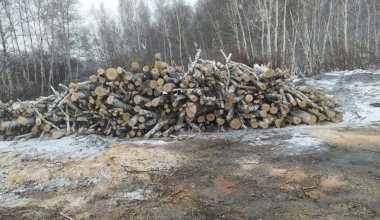 Деревья незаконно вырубили в нацпарке Бурабай