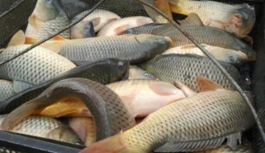 Доверие восстановлено: Казахстан будет продавать рыбу в страны ЕС
