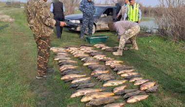 150 кг рыбы незаконно выловили в Туркестанской области