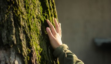 Строительство в горах Алматы могут запретить
