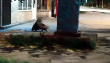 В Таразе заметили дикобраза, находящегося под угрозой исчезновения