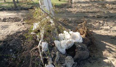 В Костанае вырубают множество деревьев, готовясь к визиту Токаева и Путина