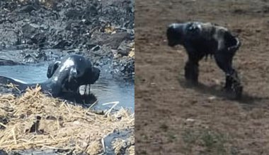 Нефтяные отходы выбрасывают у кладбища в Павлодарской области. Гибнут животные