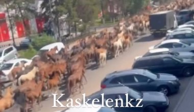 "Дикари": табун лошадей посреди дороги в Каскелене возмутил Казнет (видео)
