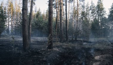 Авто и поезда тщательно досматривают в области Абай из-за угрозы вывоза леса