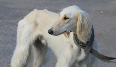В Уральске на глазах у детей зарезали собаку