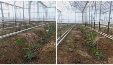 Компания из Турции будет выращивать бананы в Казахстане