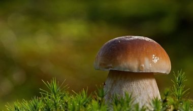 Мужчина умер после отравления мухоморами в Костанайской области
