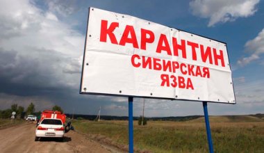 Карантин ввели в селе Карагандинской области из-за сибирской язвы