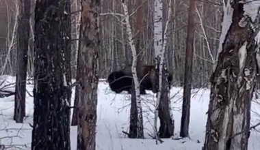 Зубр посреди леса: видео из Акмолинской области удивило Казнет
