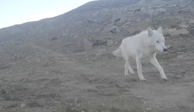 В Мангистау редкий хищник попал в фотоловушку