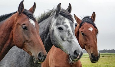 Лошади массово гибнут в Карагандинской области
