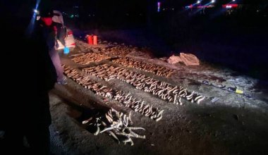 Почти 600 рогов сайги перевозили браконьеры в Уральске