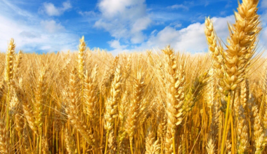 Запрет на ввоз пшеницы планируют ввести в Казахстане
