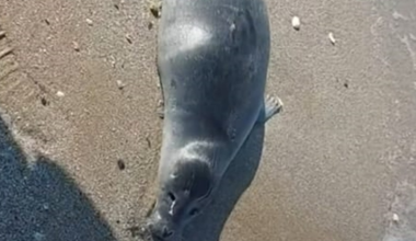 Десятки тушек мертвых тюленей нашли на берегу Каспия в Мангистау