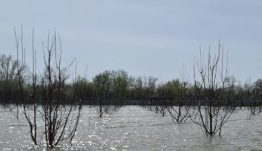 Уникальный сад-питомник может погибнуть в Уральске