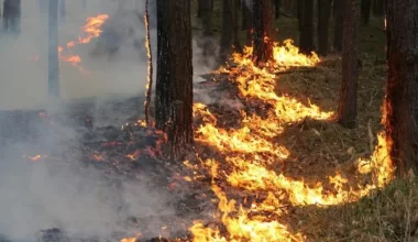 Пожарная опасность сохраняется в некоторых регионах Казахстана