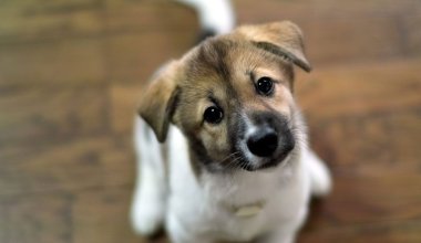 В Атырау мужчина на глазах у детей жестоко избил щенка