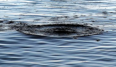 В реке Акмолинской области нашли тело пропавшего пастуха